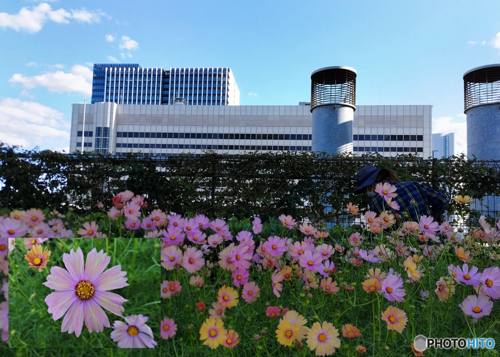 天空の農園秋桜