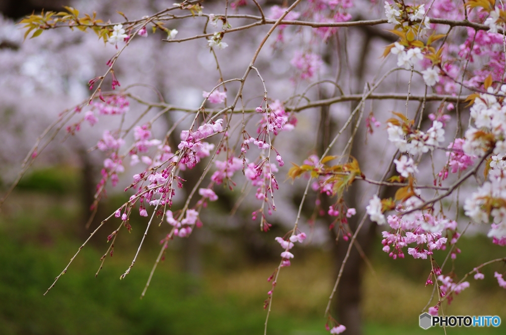 鶴見緑地の枝垂れ桜①