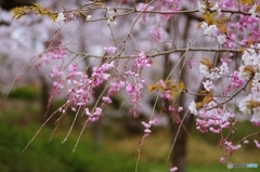鶴見緑地の枝垂れ桜①
