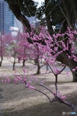 藤田邸跡公園にて