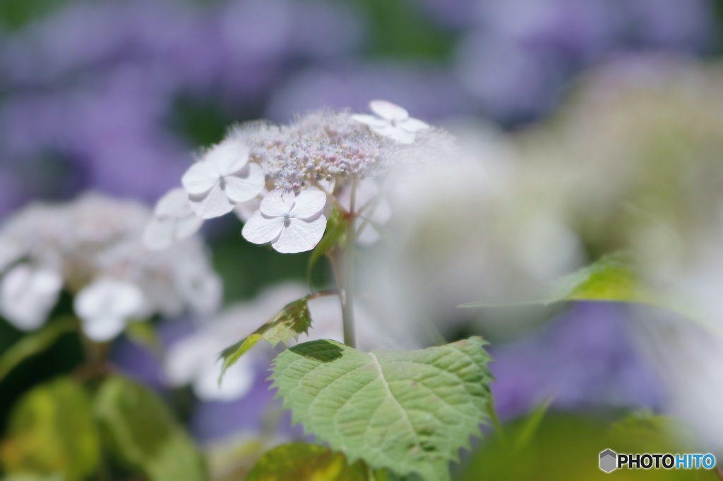 伊予桜