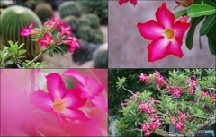 ☆イチオシ