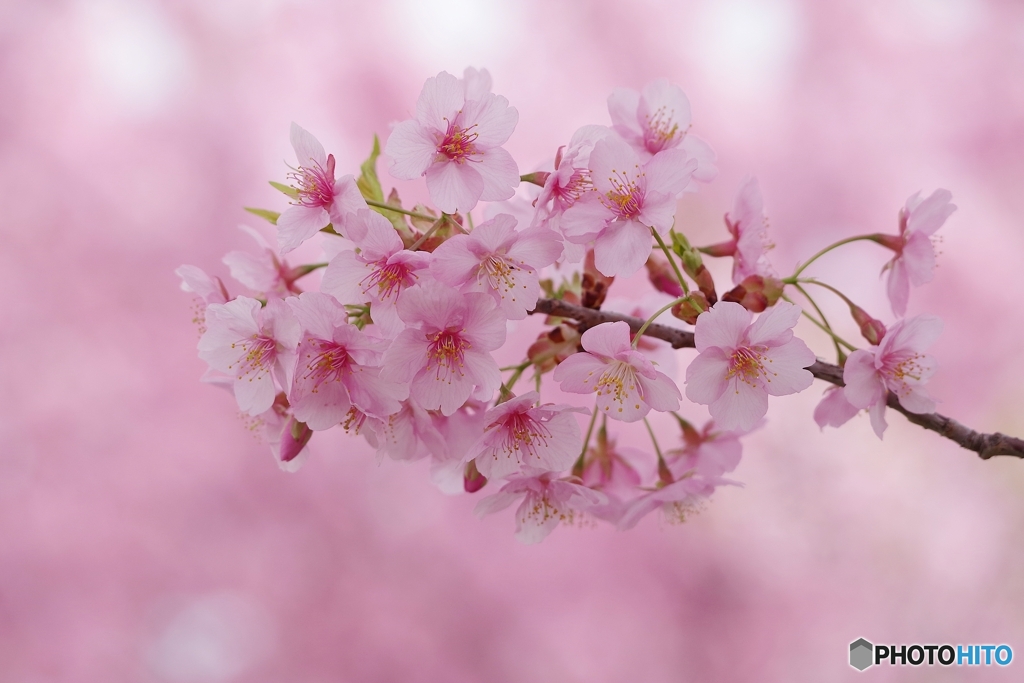 純潔 河津桜