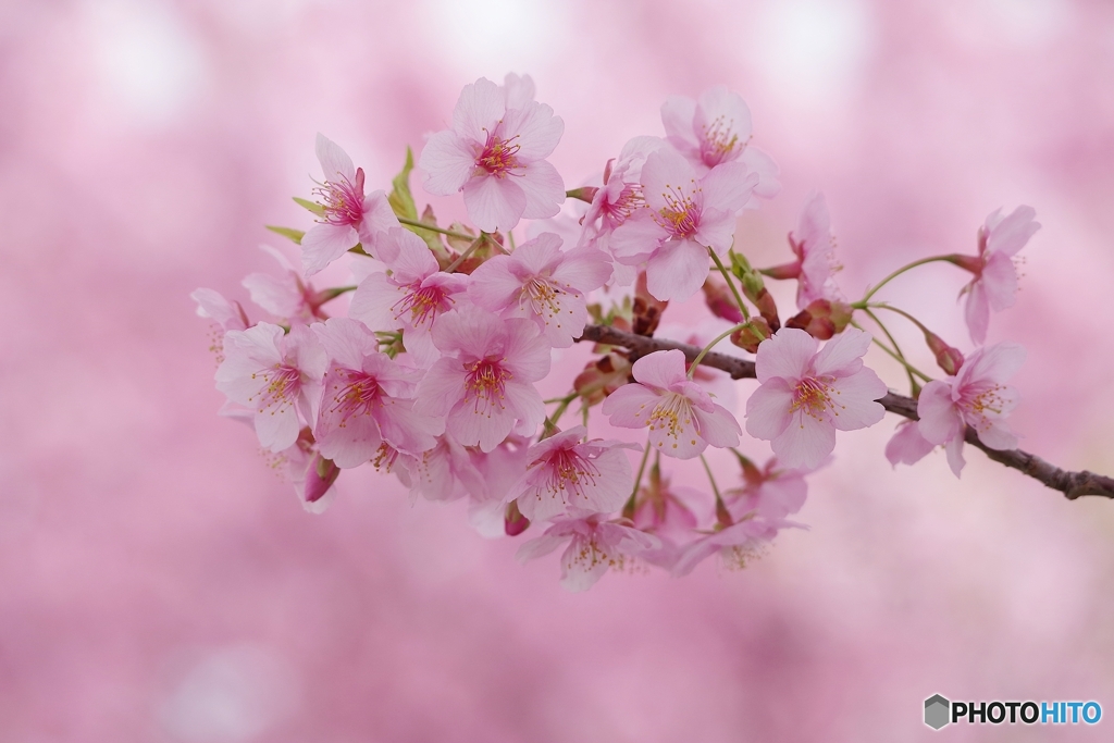 純潔 河津桜