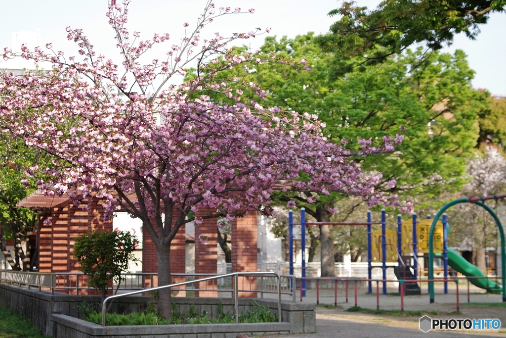 満開の八重桜は