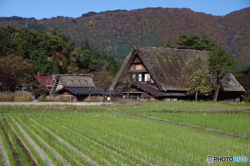 茅葺の民家