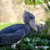 アサラト君、何かお探し？