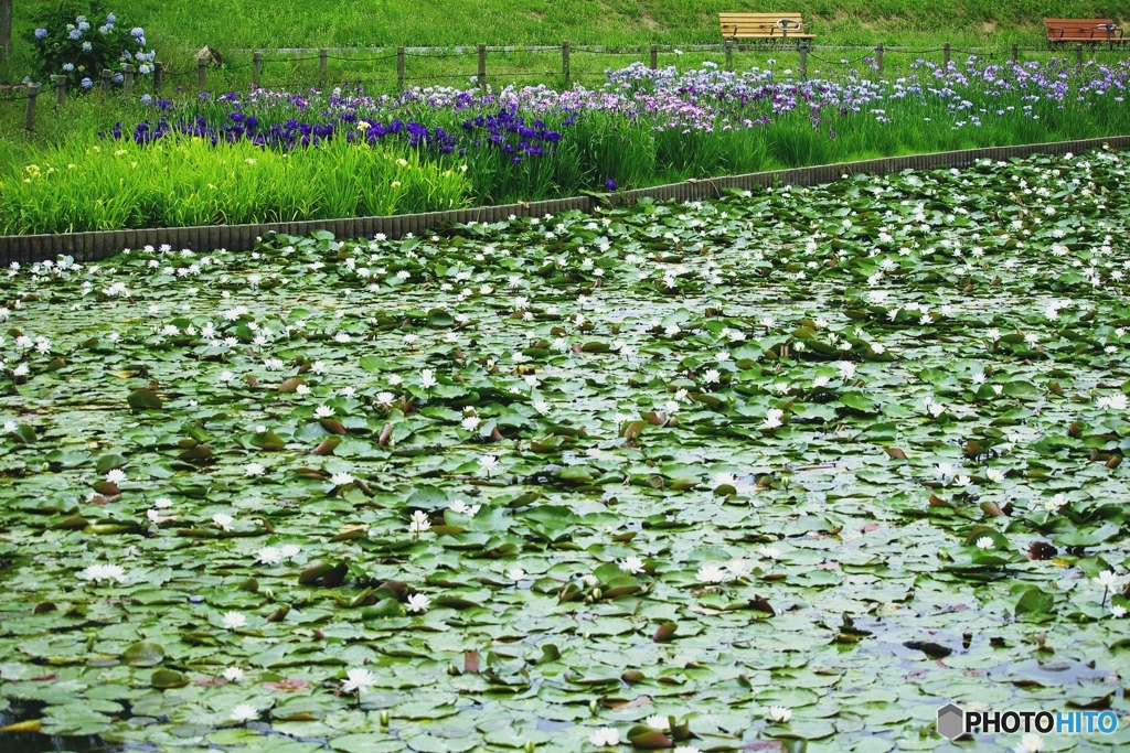 白鷺公園 花しょうぶと睡蓮のお出迎え