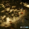 水面の木洩れ陽①