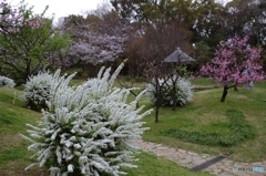 HANAZONO