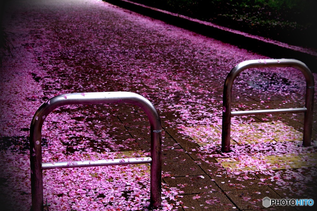 華やかに散る❀
