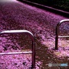 華やかに散る❀