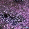 雨上がりの花径