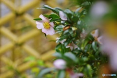 垣根に山茶花