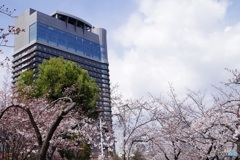 大阪の桜はまだこれから