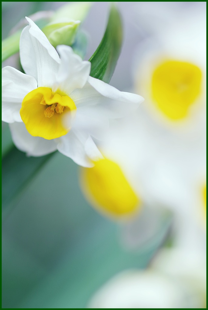 冬の白い花・水仙