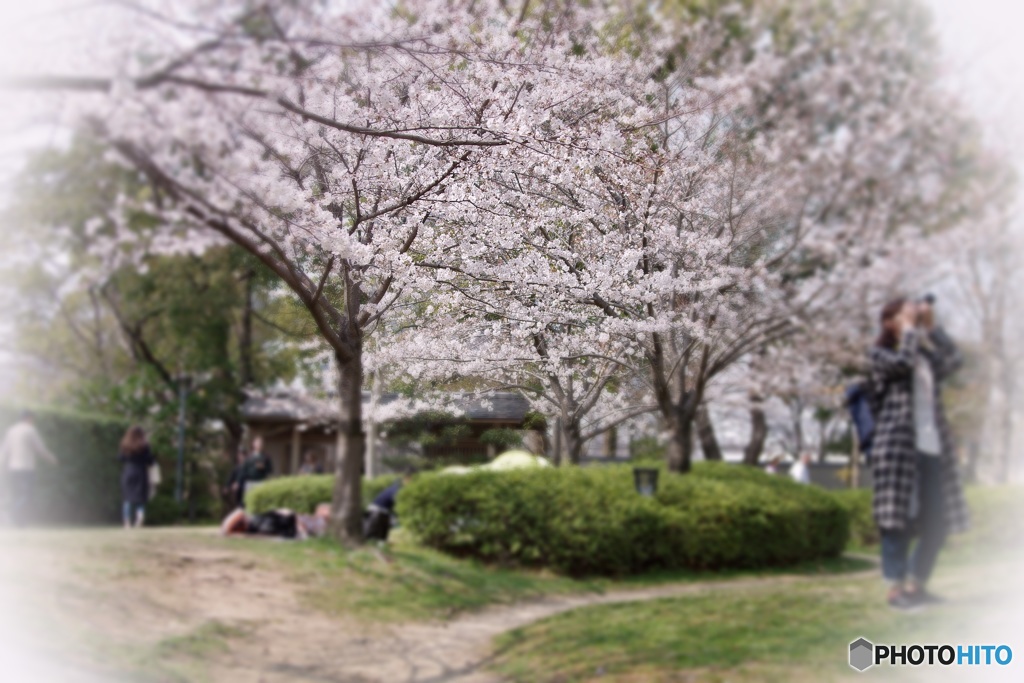 回顧-藤田邸跡公園の桜の始まりのころ