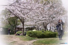 回顧-藤田邸跡公園の桜の始まりのころ