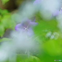 雲間に桔梗