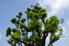 夏空に散髪された樹