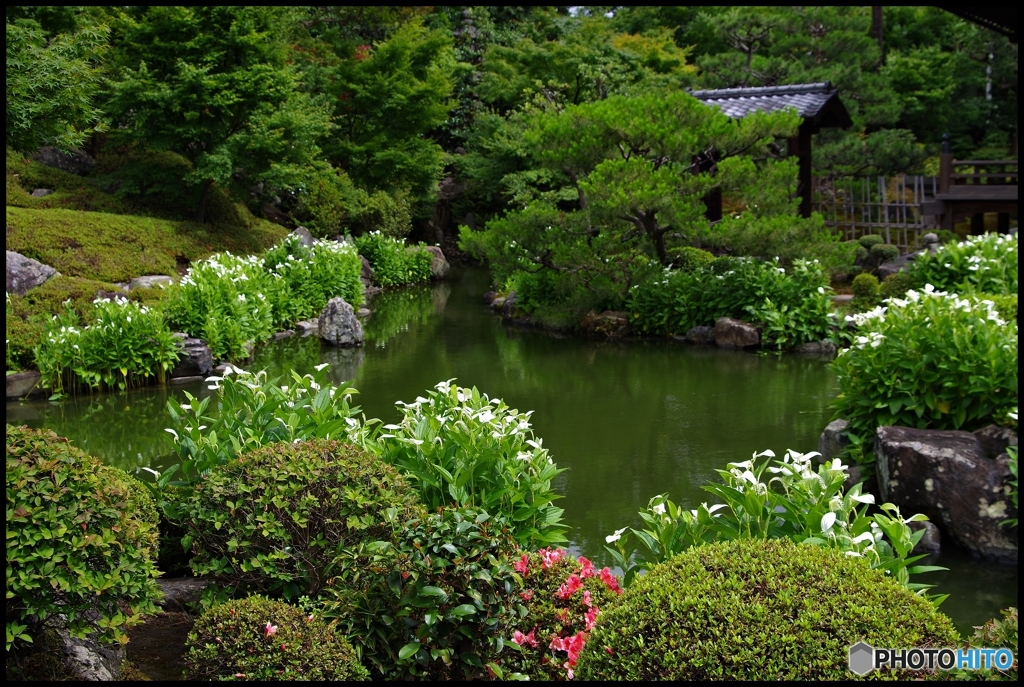 両足院 半夏生の庭園④