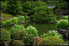 両足院 半夏生の庭園④