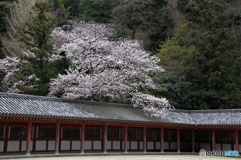 石清水八幡宮 頓宮廻廊 の桜