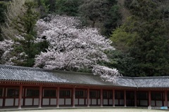 石清水八幡宮 頓宮廻廊 の桜