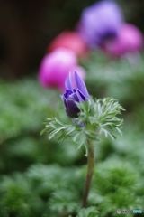 屋上ガーデンのアネモネ