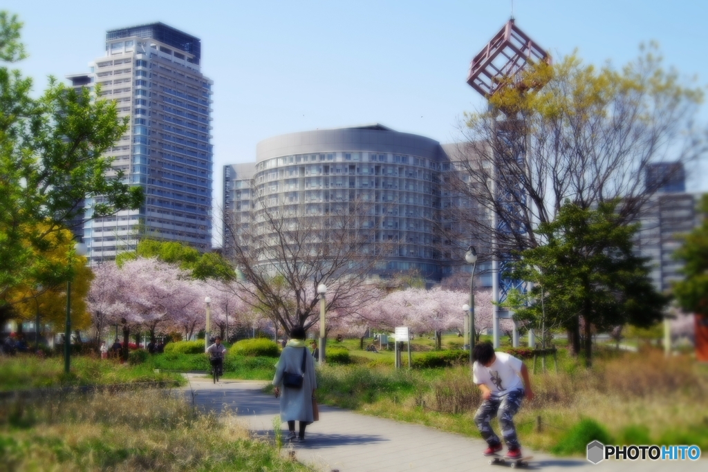 扇町公園、ビルに囲まれた桜