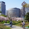 扇町公園、ビルに囲まれた桜
