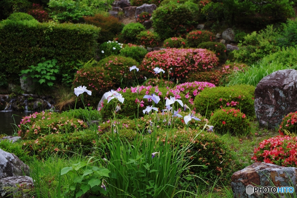 等持院 日本庭園西庭の花々