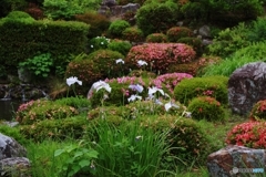 等持院 日本庭園西庭の花々