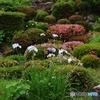 等持院 日本庭園西庭の花々