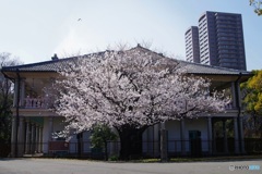 ❀泉布観と桜