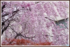 母校のしだれ桜