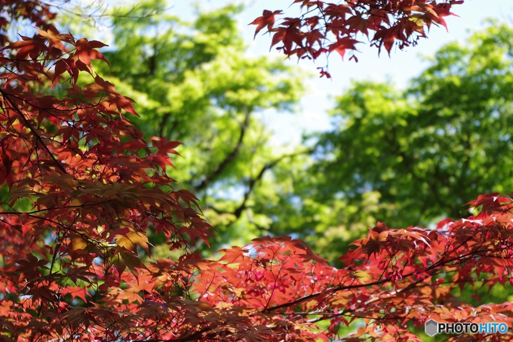 春紅葉・青紅葉