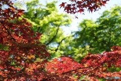 春紅葉・青紅葉