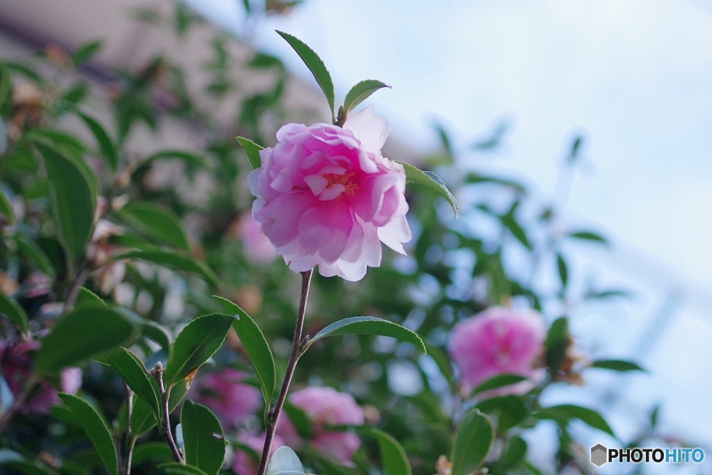 可愛い山茶花見つけたよ♪