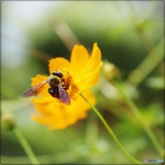 熊蜂黄花