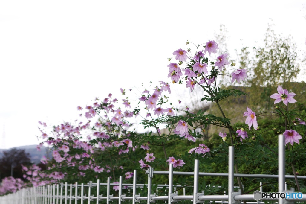 皇帝ダリアの並木道