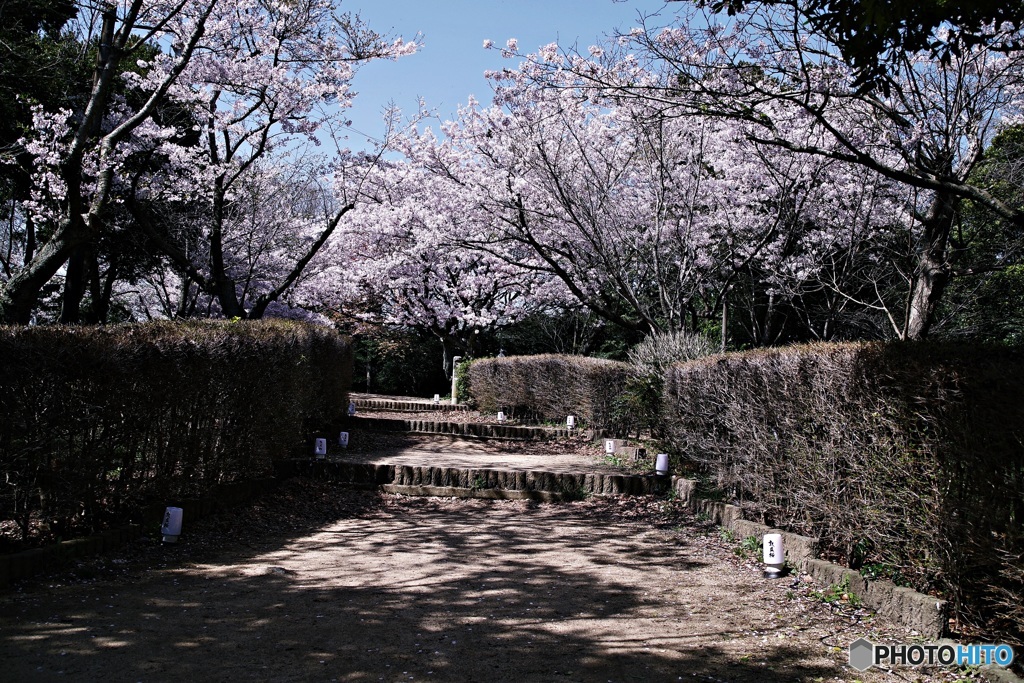 敦盛桜のライトアップも見たかった。