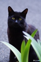 黒い黒猫ジジ