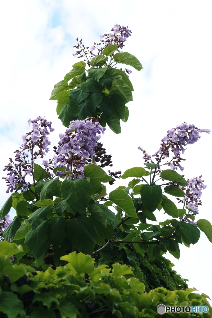 桐の花