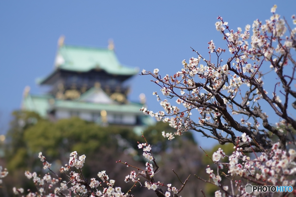 白梅と大阪城