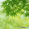 新緑の緑