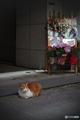 『街猫***』