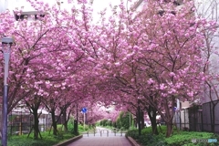 八重桜のトンネルを