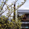 月桂冠の煙突と山茱萸