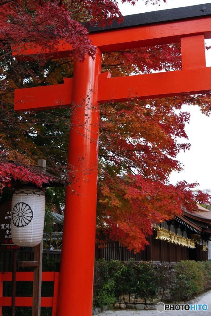 初冬の下鴨神社